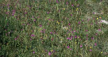 Pelouse  Anacamptis (Plougoulm, Finistre)