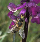 Apis mellifera avec pollinies, Ctes d'Armor, avril 2002.