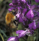 Bombus pascuorum (Ctes d'Armor), 19/04/02.