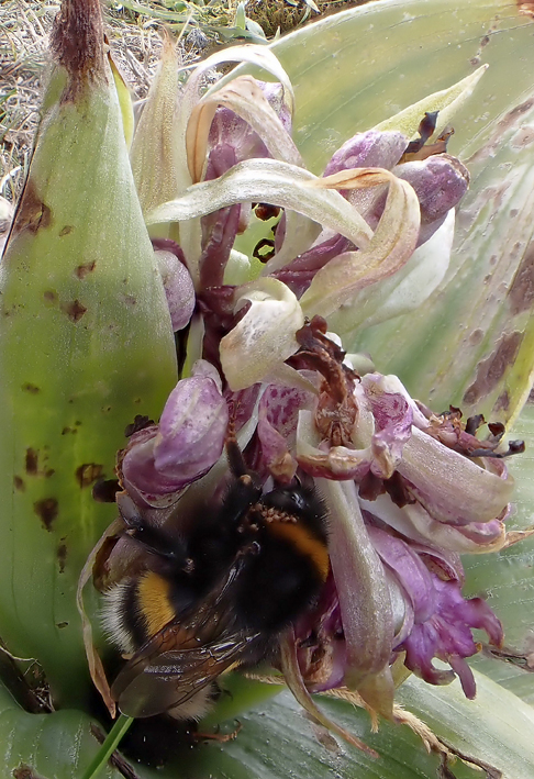 Bombus terrestris sur Barlia robertiana ; Keremma, Trflez (Finistre-Nord) ; le 10 fvrier 2023 ; photo : Franois Sit.