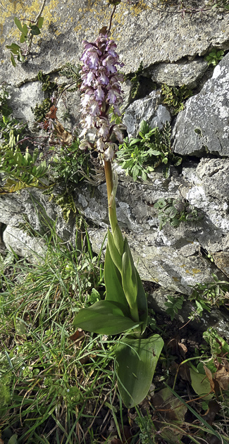 Barlia  robertiana (Trguier, Ctes d'Armor), 01 mars 2015, photo : Brigitte Lorella.