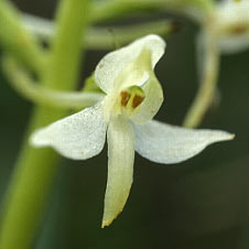 pollinies rapproches et parallles