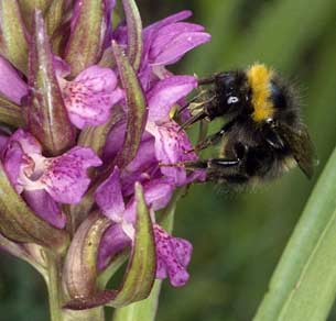 Bombus pratorum