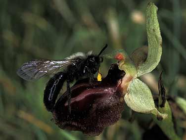 Andrena carbonaria mle avec pollinies