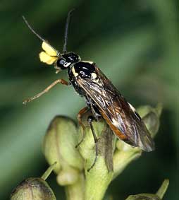 Tenthrde avec pollinies