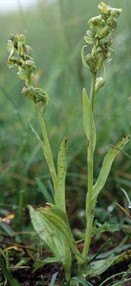 Pieds fleuris (Ctes d'Armor)