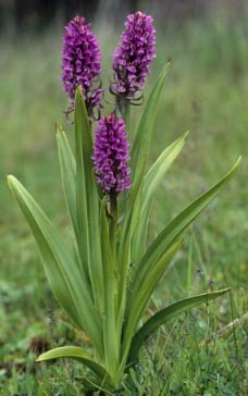 Pieds fleuris, dpression dunaire (Penmarc'h, Finistre)