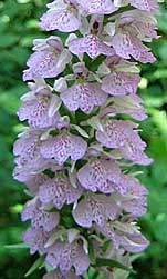 Dactylorhiza fuchsii x maculata, Fort du Cranou, Finistre, juin 2004.