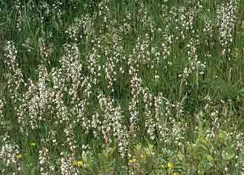 Tapis d'Epipactis palustris (dpression dunaire, Finistre)