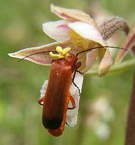 Coloptre (Rhagonycha fulva), Lampaul-Ploudalmzeau, Finistre, 4 juillet 2004.