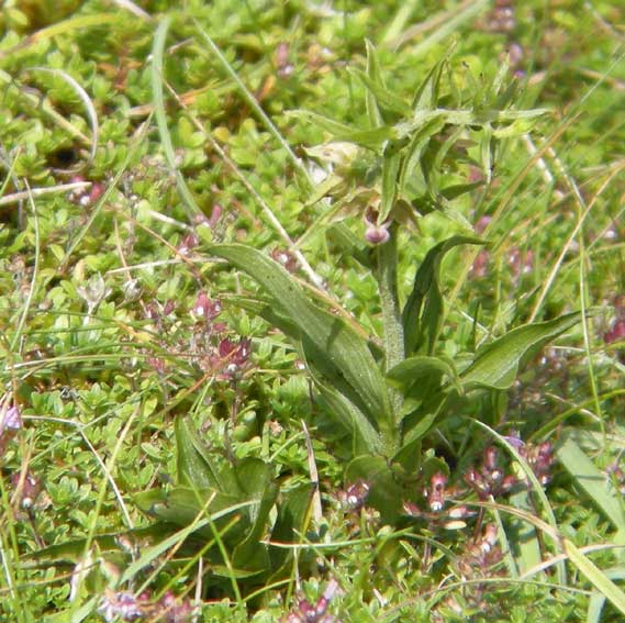 Epipactis helleborine ssp neerlandica parmi Thymus drucei, dunes de Keremma, Trflez (Nord-Finistre), 15 aot 2010, photo Franois Sit.