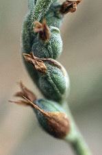 Spiranthes spiralis - Pleumeur-Bodou - Ctes-d'Armor - 01/09/98