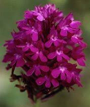 Anacamptis pyramidalis, hyperchromie, Trflez, Finistre.