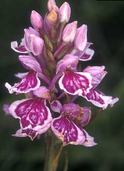 Dactylorhiza maculata, hyperchromie, Pleumeur-Bodou, Ctes-d'Armor.