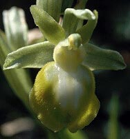 Ophrys passionis, hypochromie totale, Quiberon, Morbihan.