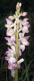 Orchis mascula, rose et blanc, Lannanou, Finistre.