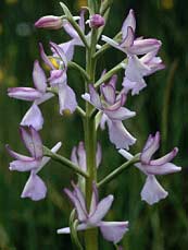 Orchis laxiflora, rose trs ple, Plougrescant, Ctes-d'Armor.