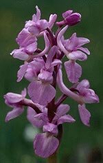 Orchis mascula, rose, Scrignac, Finistre.