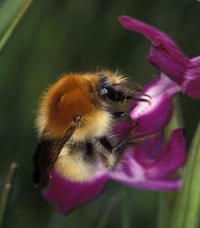 Bombus pascuorum - 08/05/00