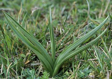 feuilles longues et troites - 12/04/02