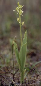 Liparis loeselii loeselii (Morbihan)