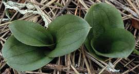 Listera ovata,  gauche pied  3 feuilles, anomalie ne rapparaissant pas tous les ans (non gntique), Crozon, Finistre