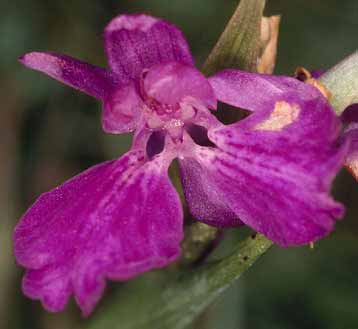 Orchis palustris, fleur  2 labelles, Trguennec, Finistre