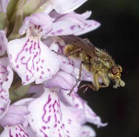 Diptre (Scatophaga stercoraria)