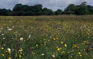 Prairie de fauche traditionnelle, Riantec, Morbihan