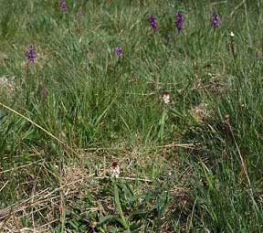 Biotope - Sn - Morbihan (23/04/02)