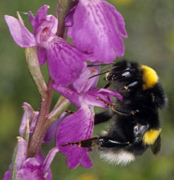 Bombus terrestris et pollinies