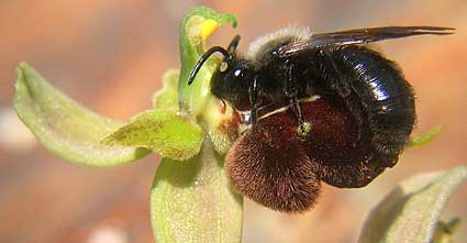 Andrena carbonaria mle, pseudocopulation cphalique sur Ophrys apifera x passionis, Morbihan, 3 juin 2004.