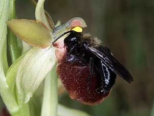 Andrena carbonaria mle, pseudocopulation cphalique sur Ophrys passionis, Quiberon, Morbihan, 31 mars 2003