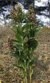 Epipactis helleborine en juillet