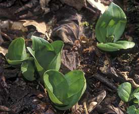 Listera ovata, Trlvern (Ctes-d'Armor) 17/03/02