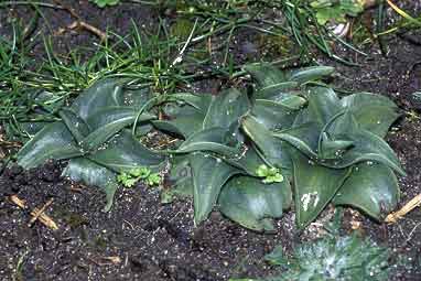 Spiranthes spiralis, Pleumeur-Bodou (Ctes-d'Armor) 22/11/99