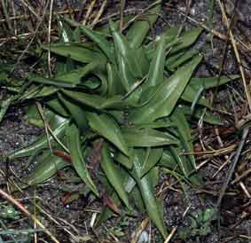 Spiranthes aestivalis x spiralis, Penmarc'h (Finistre) 02/06/96