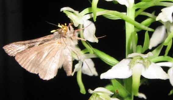 Autographa gamma pollinisant Platanthera chlorantha