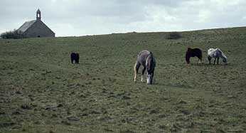 Pturage de dunes  Orchides par poneys, Trflez, Finistre