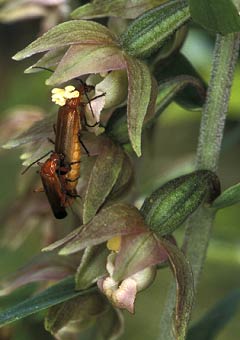 Rhagonycha fulva