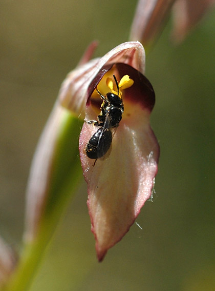 Ceratina cucurbitina mle sortant de la fleur avec des pollinies colles sur la tte, Brenne, 17 mai 2011, photo Jean-Michel Lucas.