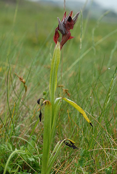 Serapias cordigera, dune, Nord-Finistre, 2 juin 2008, photo Jean-Michel Lucas.