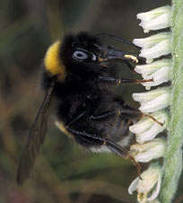 Bombus terrestris - Finistre - 08/09/02