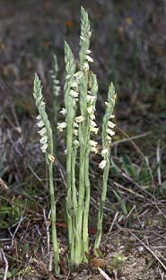 Pieds fleuris (Ctes d'Armor - 24/08/02)