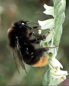 Bombus lapidarius sur Spiranthes spiralis, Plougoulm, Finistre, septembre 2004.