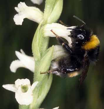 Bombus terrestris - Monts d'Arre (Finistre)