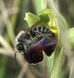 Pseudocopulation abdominale par Andrena ovatula mle (en attente de confirmation par un expert), Finistre