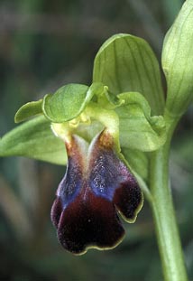 Feur d'Ophrys sulcata, Crozon, Finistre, 21/04/01