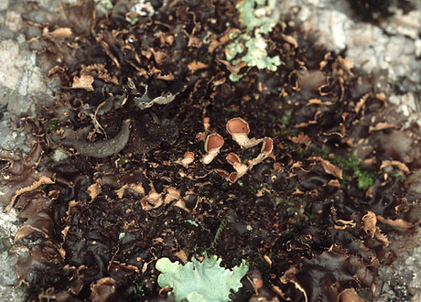 apothcies sous le bord des lobes