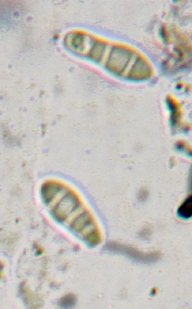 spores  3 cloisons